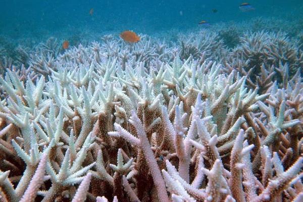 فاجعه ای زیست محیطی: مرگ مرجان های خلیج فارس