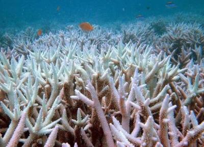 فاجعه ای زیست محیطی: مرگ مرجان های خلیج فارس